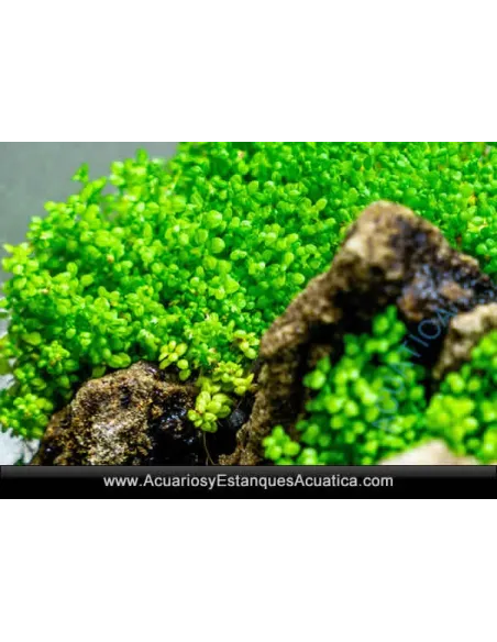 HEMIANTHUS CALLITRICHOIDES (CUBA) Planta Acuario Tapizante