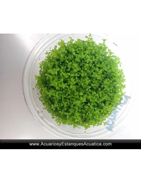 HEMIANTHUS CALLITRICHOIDES (CUBA) Planta Acuario Tapizante
