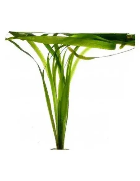 Vallisneria Gigantea planta para acuario y estanque