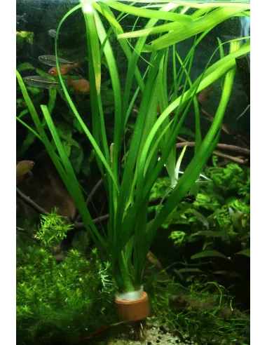 Vallisneria Gigantea planta para acuario y estanque