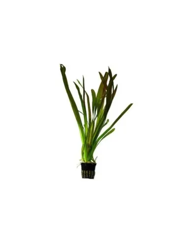 Vallisneria Gigantea planta para acuario y estanque