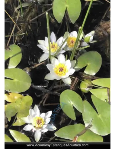 Planta para Estanque Nenúfar Enano Nympheas Pigmeo