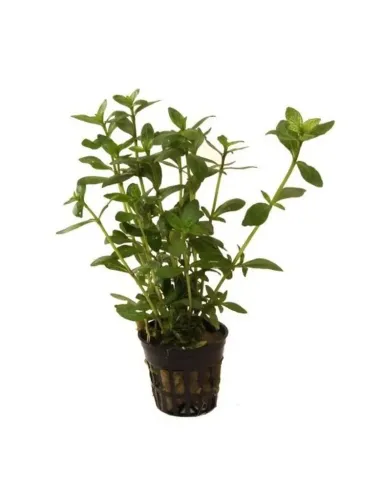 Hygrophila polysperma planta acuario