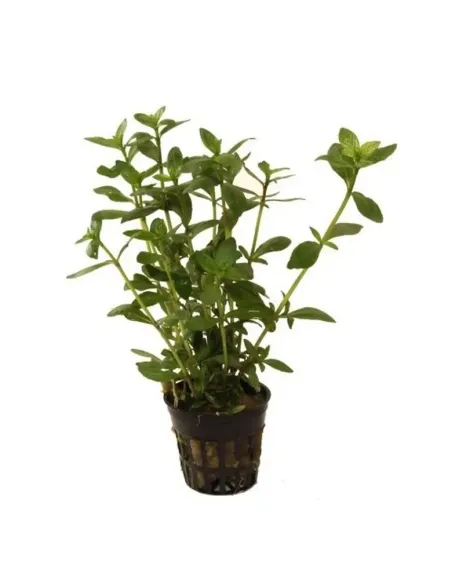 Hygrophila polysperma planta acuario
