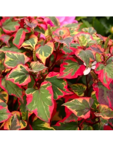 Planta para Estanque Houttuynia Cordata Camaleon