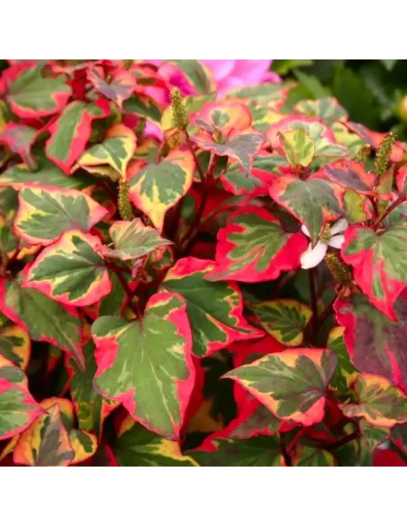 Planta para Estanque Houttuynia Cordata Camaleon