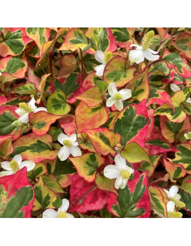 Planta para Estanque Houttuynia Cordata Camaleon