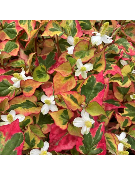 Planta para Estanque Houttuynia Cordata Camaleon