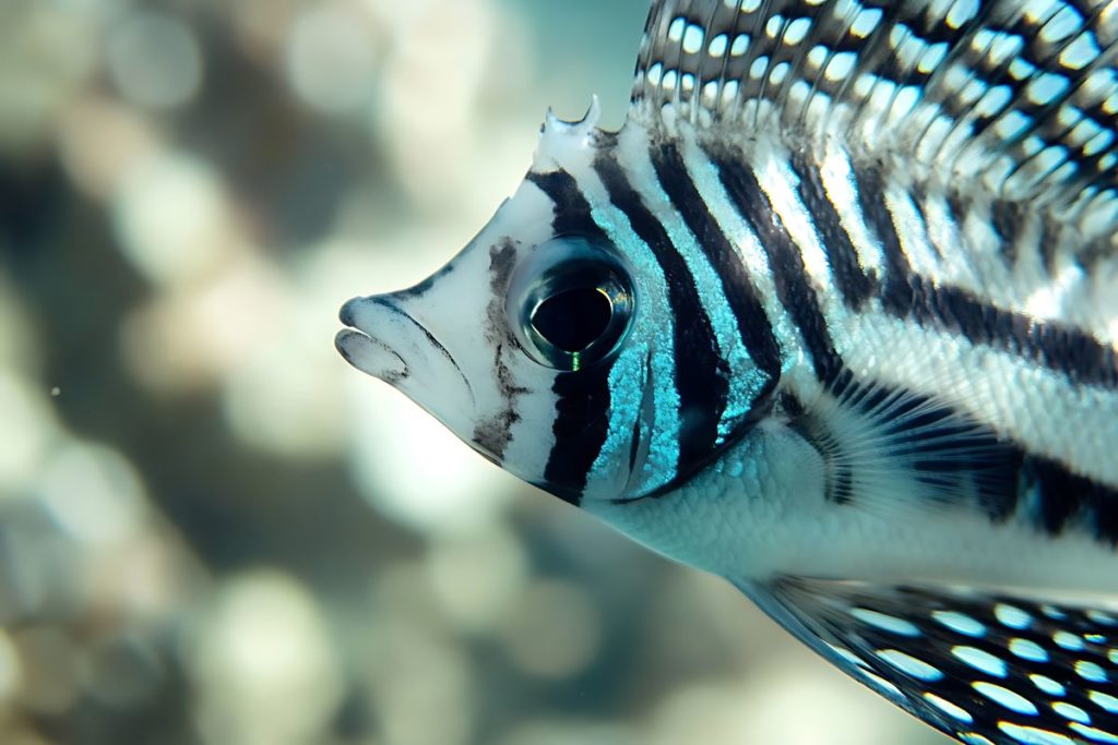 pez cebra para acuario de agua dulce
