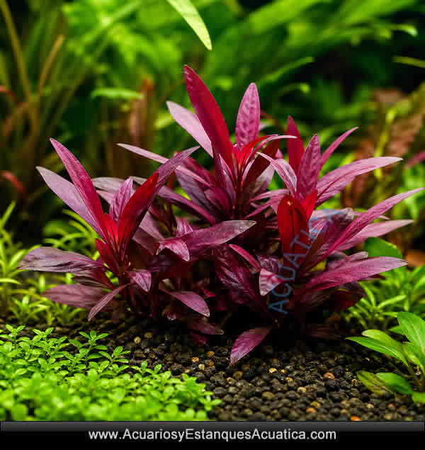 Alternanthera-reineckii-mini-planta-para-acuario-roja