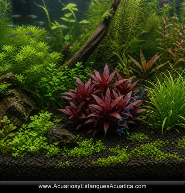 Alternanthera-reineckii-purple-planta-para-acuario-roja