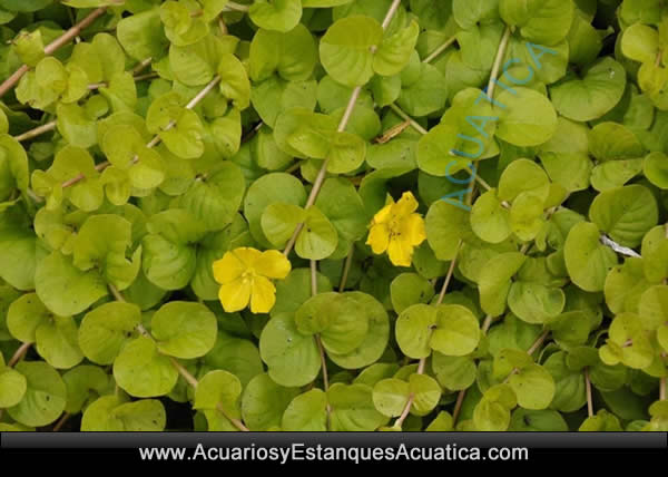 Lysimachia-nummularia-estanque-de-jardin-pond-acuatica-acuarios-y-estanques-planta