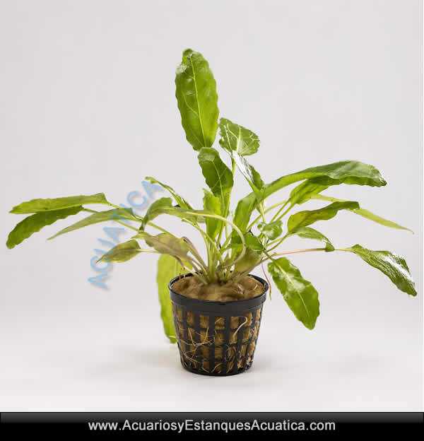 amoratia-planta-para-acuario-pecera-natural
