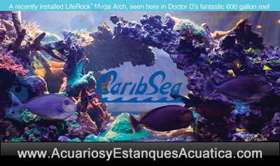 roca-viva-acuario-marino-caribsea-liferock-bacterias-alga-coralina